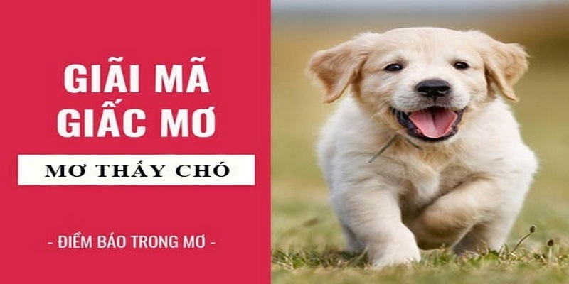 Mơ thấy 2 chú chó có bộ lông màu trắng