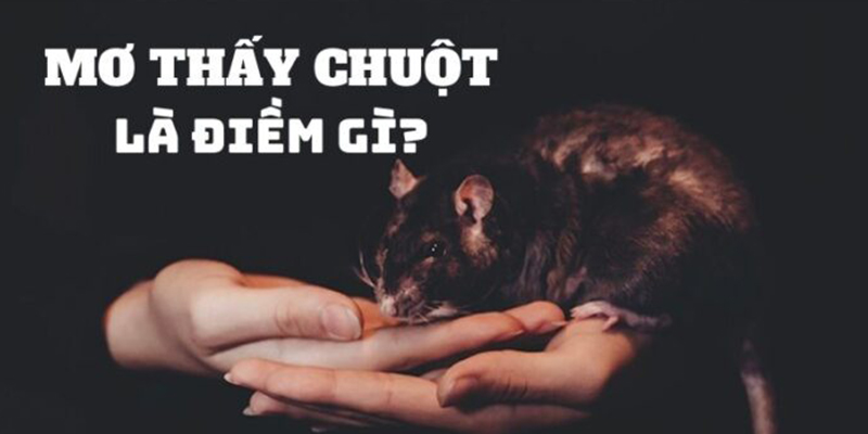 Luận giải mơ thấy chuột xấu hay tốt?