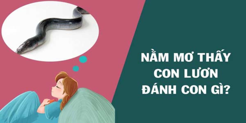 Dự đoán những con số thông qua giấc mơ thấy lươn