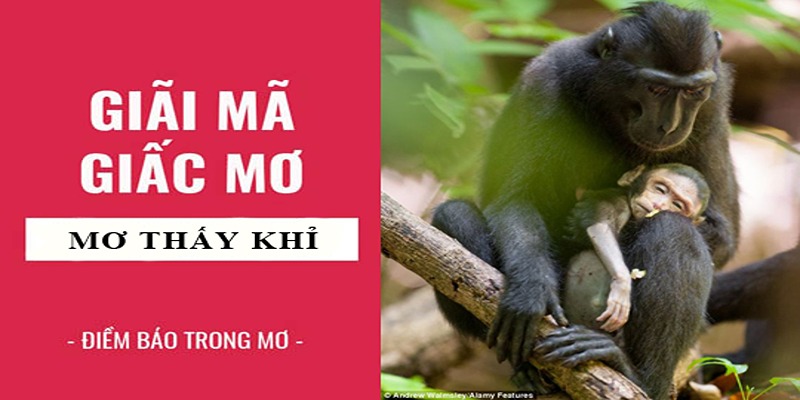 Bật Mí Thông Tin Trong Sổ Mơ Thấy Khỉ Cho Cược Thủ