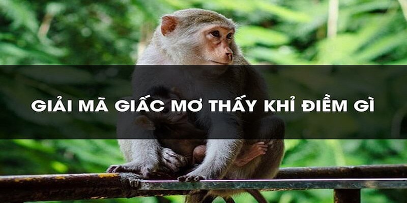 Giải đáp vấn đề mơ thấy khỉ đánh số mấy